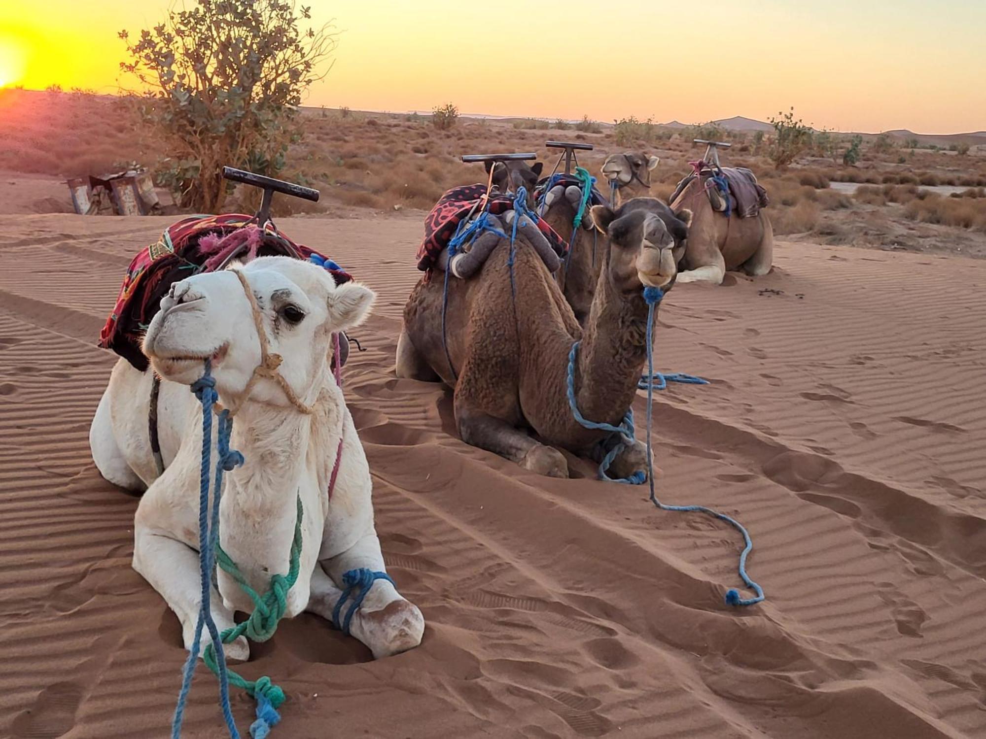 Desert Bivouac Mhamid Exterior foto